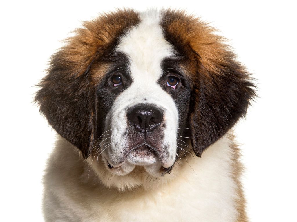 ST. BERNARD